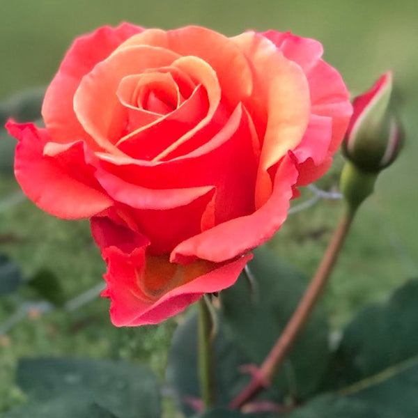 Medicina de rosa - Ritual Spirit Cleanser