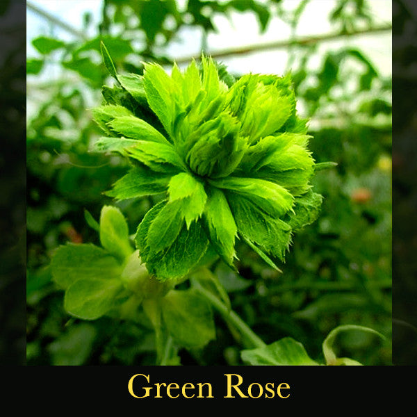 Enchantment ~ Engaging with the Sacred Language of Nature