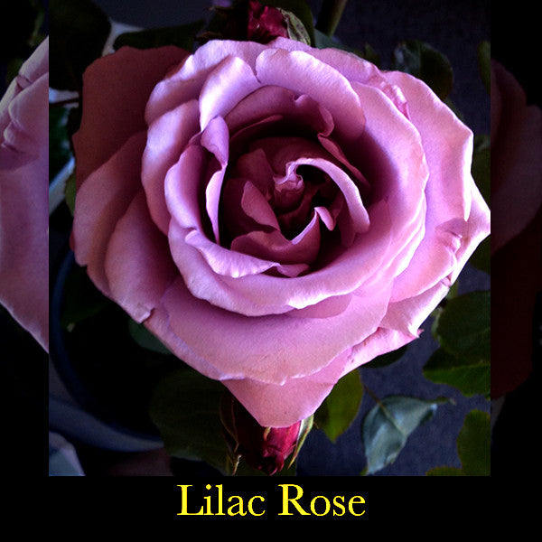 Celestial ~ Blossoming into the Fullness of Self-Generosity