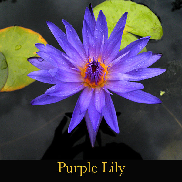 Lumination - Releasing into our Soul's Magnificence