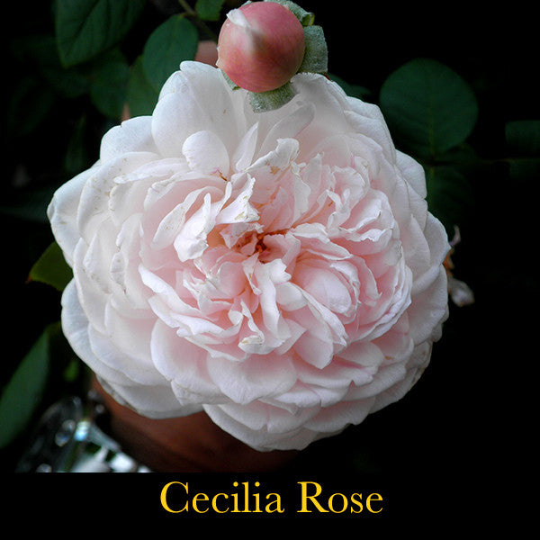 Lyrical Heart ~ Poetic Voice of our Unique Song