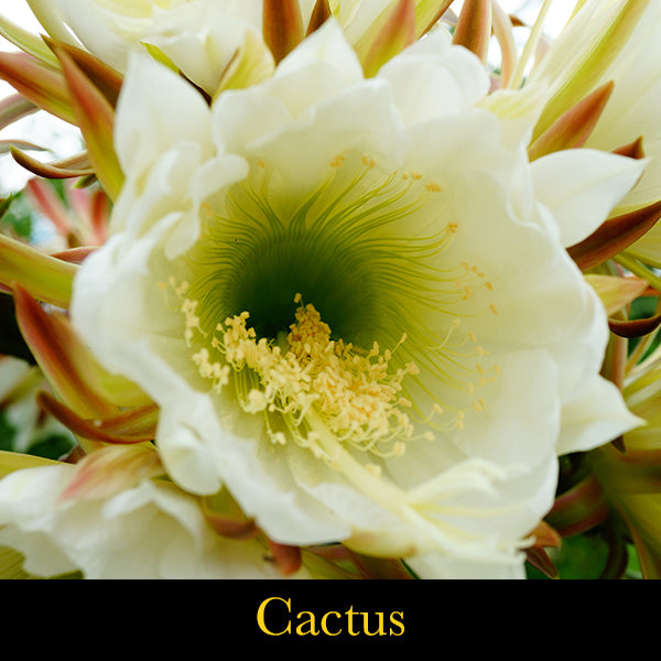 Astral Aya ~ Expansion Essence