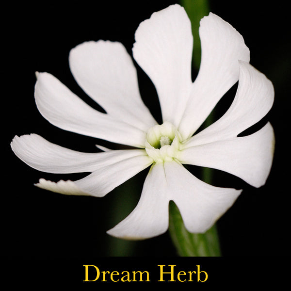 Manifest Essence ~ 3rd Eye Chakra