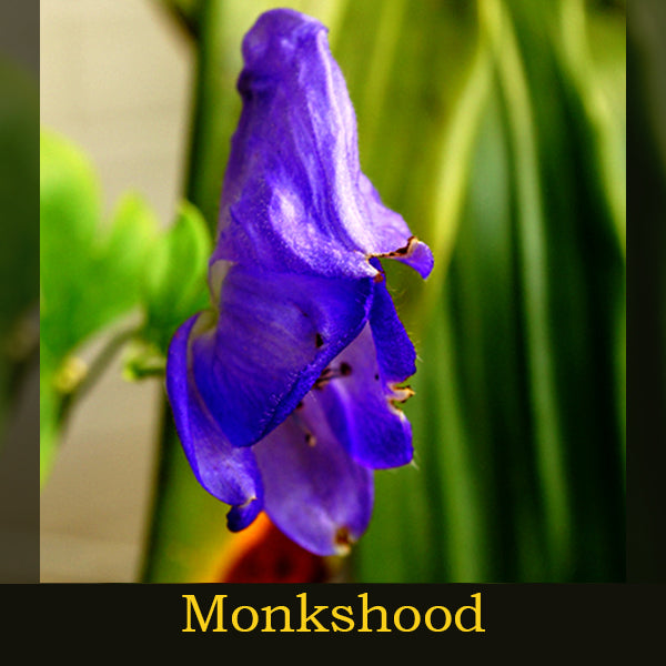 Lemurian ~ Sensing our Cosmic Fertile Waters