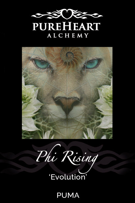 Phi Rising ~ Mapping our Destiny through Geometry's Eyes