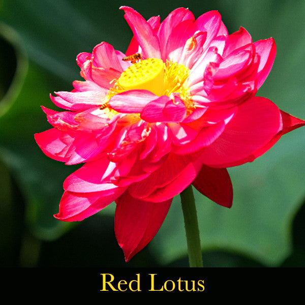 Rainbow Bridge ~ Artfully Expressing our Indigenous Identity