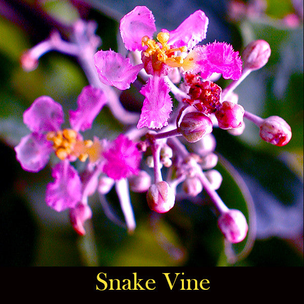 Sacred Sage ~ Cleansing Myst of Spirit and Space