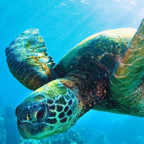 Lemurian ~ Sensing our Cosmic Fertile Waters