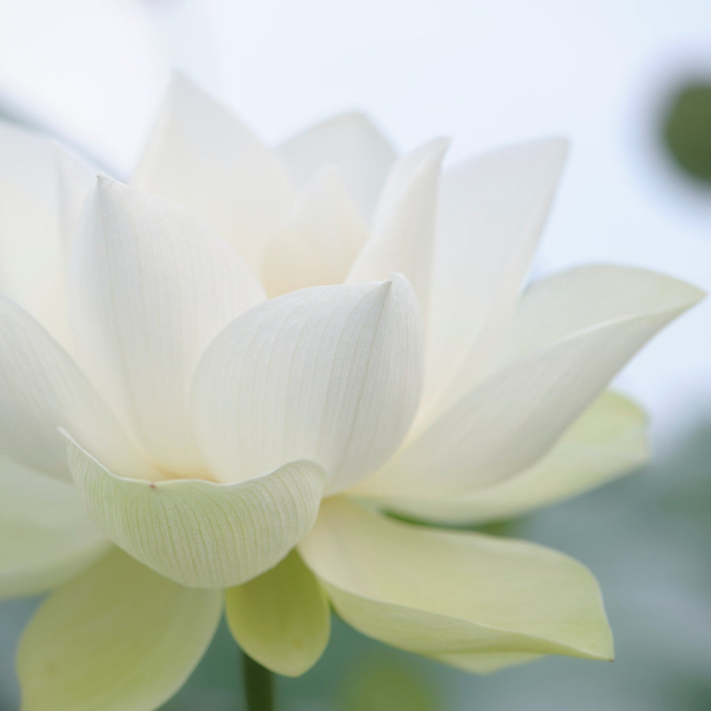 Enlighten`me ~ Deepening the Rhythms of our Inner Knowing