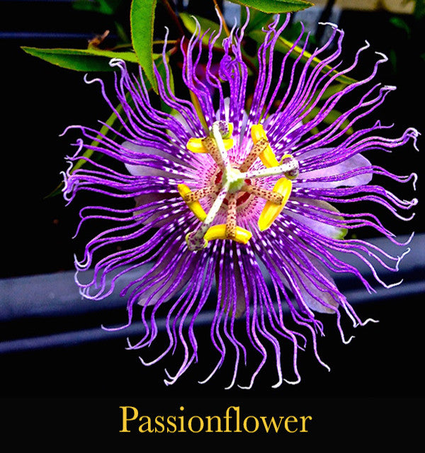 Tantric Rose ~ Merging our Sacred Sanctum with Purity