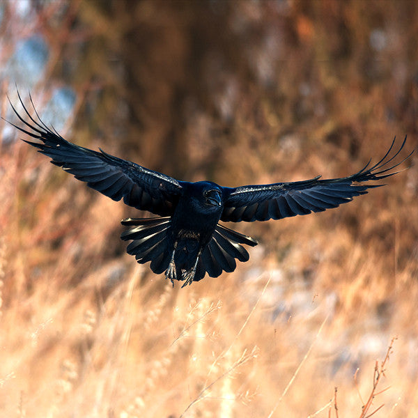 Akashic ~ Grounding in our dreams, Myst of Divine Masculine