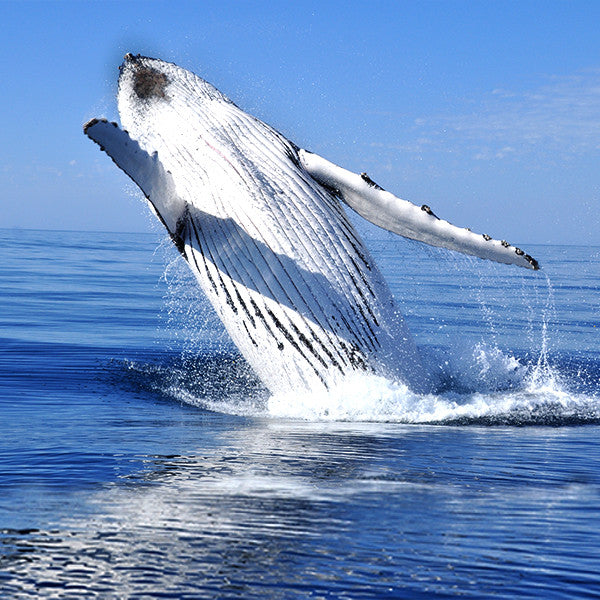 Lyrical Heart ~ Poetic Voice of our Unique Song