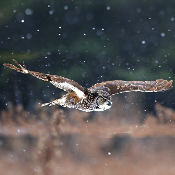 Sacred Sage ~ Cleansing Myst of Spirit and Space