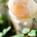 Medicina de rosa - Ritual Spirit Cleanser