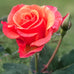 Medicina de rosa - Ritual Spirit Cleanser