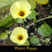 Solar Gold ~ Building Willpower with our Sacred Centre