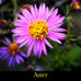 Virtue ~ Gentle-Breath of the Warrior's Heart